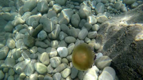 Camera-approaches-fried-egg-jellyfish-on-seabed-full-of-rocks-and-stones-under-beautiful-sunlight-reflections