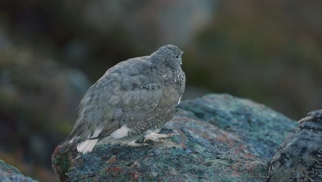 Two-White-Tailed-Ptarmigans-in-the-Alpine-on-a-Rock