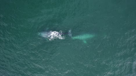 Aerial-view-above-Grey-whales-sprouting-in-sea-water---cenital,-drone-shot