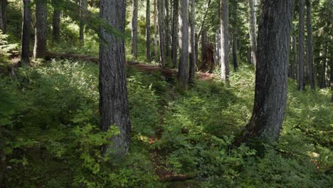 Slow-Push-in-shot-of-a-Subalpine-Forest-Trail