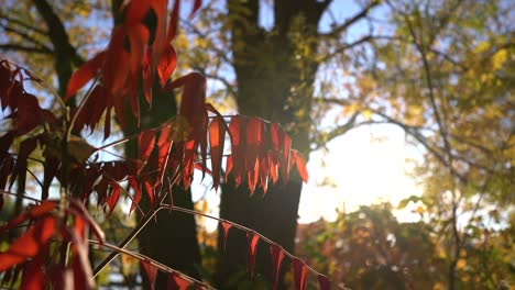 Sumac-plant-leaves-in-fall-during-autumn-sunset-with-lens-flare,-handheld-pan