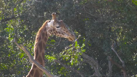 Zeitlupenaufnahme-Einer-Atemberaubenden-Giraffe,-Die-Einen-Kleinen-Ast-Frisst