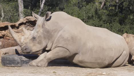 Rinoceronte-En-El-Zoológico-De-Montpellier