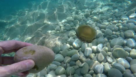 Jellyfish-at-mediterranean-seabed-close-to-stones-and-rocks-floating-under-sunlight-reflections