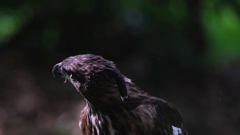 Head-low-then-raises-it-while-it-looks-behind-and-up,-Pinsker's-Hawk-eagle-Nisaetus-pinskeri,-Philippines