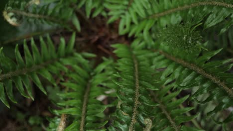 Slow-Pull-out-from-inside-of-Sword-Fern-Plant