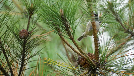 Coal-tit-pecking-nuts-from-pine-cone-on-pine-branch