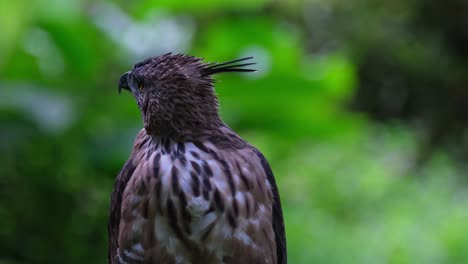 Facing-to-the-left-of-the-frame-while-moving-its-head-as-the-camera-zooms-out,-Pinsker's-Hawk-eagle-Nisaetus-pinskeri,-Philippines