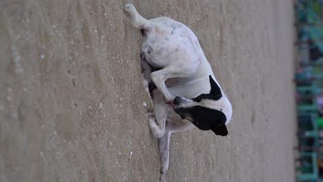 Vertical-video---A-stray-dog-is-licking-his-paw-on-the-beach