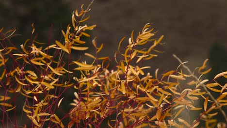 Yellow-leaf-red-stem-yellow-bush-flowing-back-and-forth-in-wind-in-boise-national-forest-Idaho