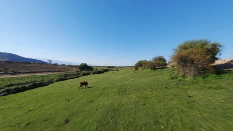 Aerial-fpv-shot-of-cows-and-horses-eating-green-grass-on-the-countryside-pasture