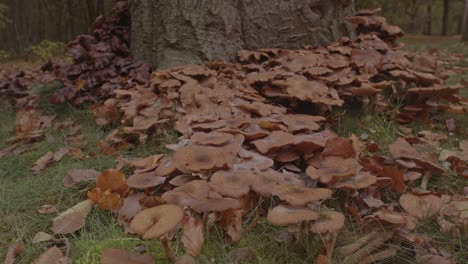 Beautiful-Dolly-of-Honey-fungus-at-base-of-tree-in-forest