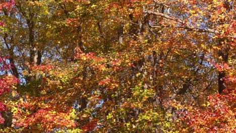 Herbstzeitblätter,-Die-Von-Bäumen-Im-Wald-Fallen