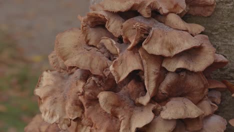 Beautiful-close-up-of-group-of-Honey-Fungus-Mushroom-on-a-tree-trunk-in-forest