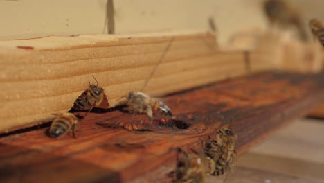 Slow-Motion-Close-up-of-Honey-Bees-Flying-in-Hive