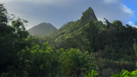 Slow-motion-of-palm-trees-and-grass-blowing-with-a-mountain-in-the-background