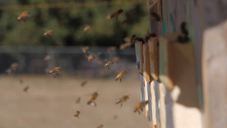Zeitlupe-Nahaufnahme-Von-Honigbienen,-Die-Im-Bienenstock-Fliegen
