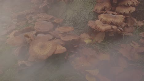Mist-flowing-over-Beautiful-Honey-Fungus-Mushroom-at-base-of-tree