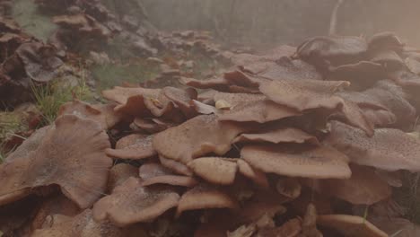 Dolly-out-of-group-of-Honey-Fungus-Mushroom-in-a-misty-morning