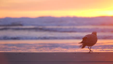 Slow-motion-telephoto-shot-of-a-seagull-walking-along-ocean-waves-in-beautiful-sunset