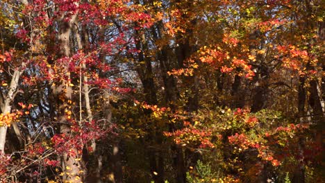Various-leaves-falling-from-trees-in-the-woods-while-Autumn-foliage-color-the-background-in-this-UHD-clip