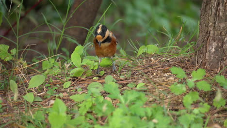 Varied-Tit-Bird-Pick-up-with-Beak-Fallen-Pine-Nuts-on-Ground