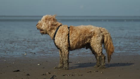 Shot-of-Goldendoodle-standing-on-the-beach-with-dirty-feet-of-walking-on-sandy-shore