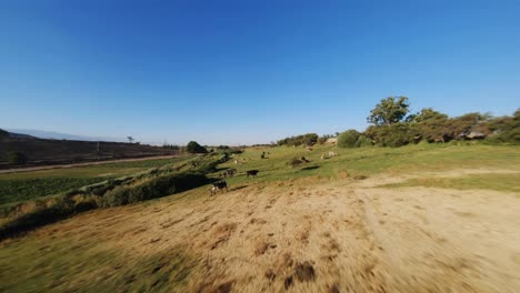 Herd-of-cows-and-horses-grazing-on-green-pasture,-fly-over-aerial-FPV-shot