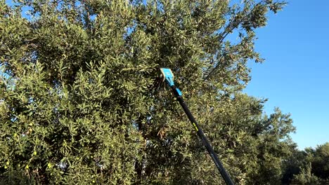 A-man-uses-an-electric-olive-picker-to-collect-olives-from-the-tree