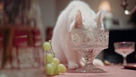 White-cat-is-drinking-water-out-of-a-glass-on-the-table,-yellow-grape-is-also-on-the-table
