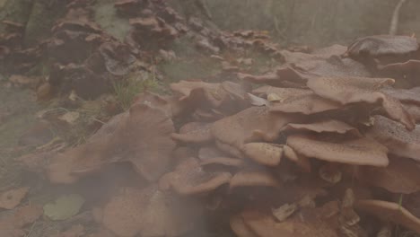 Eerie-view-of-Trail-of-mist-rolling-over-group-of-Honey-Fungus-Mushroom
