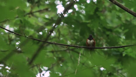 Slow-Motion-Medium-Shot-of-Spotted-Towhee-Singing-in-Forest