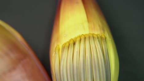Flor-De-Plátano-Rica-En-Nutrientes-O-Flor-De-Plátano-O-Moca-Tiene-Muchos-Beneficios-Nutricionales