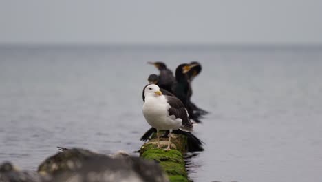 shot-of-a-seagull-and-black-birds-standing-on-wooden-tree-trunks-in-the-water-of-the-north-sea