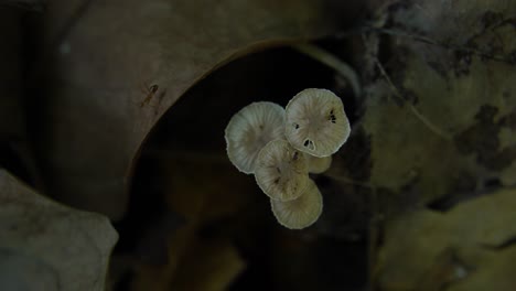 Mushroom-blooming-in-the-forest