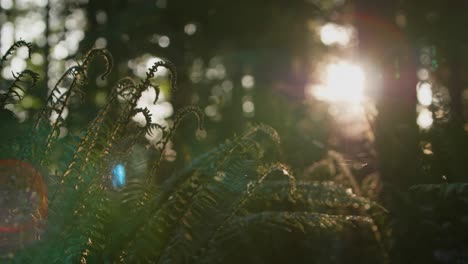 Slow-motion-shot-of-a-fern-in-the-forest-with-sunlight-streaming-in