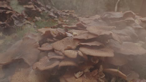 Dolly-in-of-Honey-Fungus-Mushroom-colony-in-misty-forest-in-morning