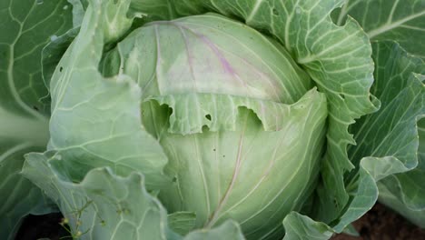 Closeup-shot-of-Cabbage-on-a-Farm