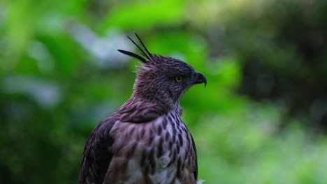Schaut-über-Die-Linke-Schulter-Und-Dreht-Dann-Den-Kopf-Nach-Links,-Pinsker&#39;s-Hawk-eagle-Nisaetus-Pinskeri,-Philippinen