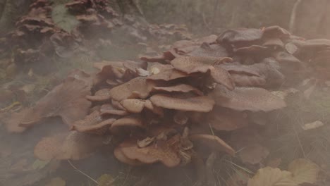 Eerie-view-of-Trail-of-fog-rolling-over-Honey-Fungus-Mushroom-in-forest-at-sunrise