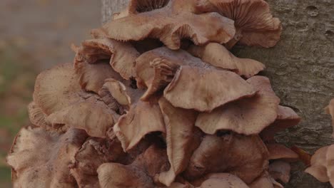 Close-dolly-in-of-group-of-Honey-Fungus-Mushroom-on-a-tree-trunk-in-forest
