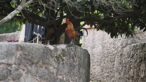 Altsteirer-Styrian-gold-brown-Rooster-jumping-over-stone-wall,-crowing