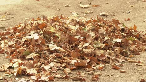 Haufen-Trockener-Blätter-Auf-Dem-Boden