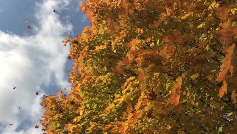 Herbst-Fallen-Hintergrund.-Blätter-Fallen-Vom-Baum