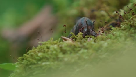 Closeup-shot-of-a-snail-eating-moss-in-the-forest