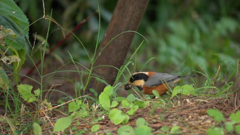 Varied-Tit-Bird-Holding-Pignoli-in-Beak-on-Ground