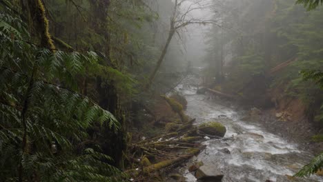 Slow-Motion-Wide-Shot-of-a-River-in-a-Pacific-Northwest-Forest