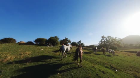 FPV-drone-shot-dozens-of-horses-running-in-the-meadow
