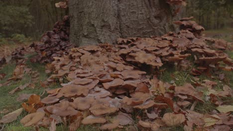 Beautiful-Dolly-of-large-colony-of-Honey-Mushroom-at-base-of-tree-in-forest