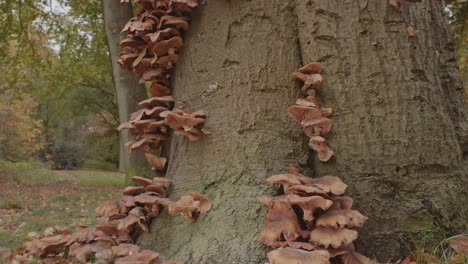 Honey-Mushroom-growing-all-over-tree